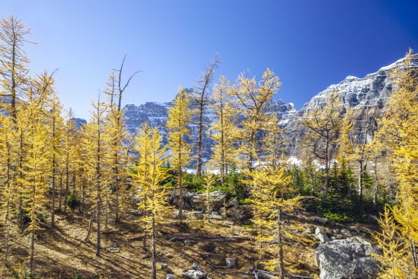 Larch hill by Marko Radovanovic